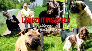 Langzeitinsassen Unterwegs  Tierheim Zweibrücken [upl. by Renwick840]