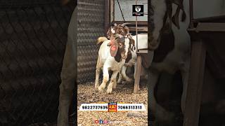 3rd Generation Boer Goats Available For Sale in Pune at Crystal Goat Farm trending importadboer [upl. by Bridgette]