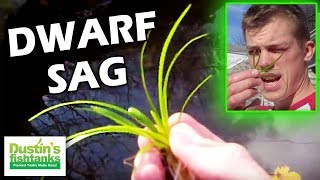 How to grow foreground plants Dwarf Sag Species Sunday [upl. by Hedberg]