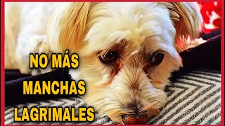 🚨Como quitar las manchas de los lagrimales en perros [upl. by Siver11]