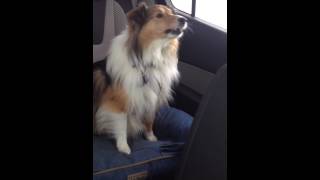 Why do Shetland Sheepdogs sing [upl. by Romona]