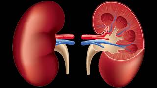 Structure of Human Kidney [upl. by Eiramac]