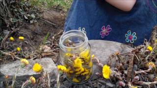 Coltsfoot Flower Honey  Cough Go Far Away [upl. by Aticilef]