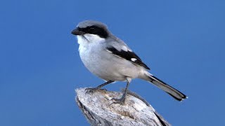 Loggerhead Shrike and its call [upl. by Afrikah]