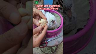 Rasoon Pigeon Cold Disease Medicine pigeon kabootar shorts [upl. by Anairad937]