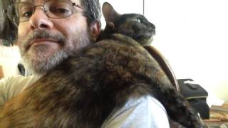 Tortoiseshell Cat Dottie Loves to Snuggle [upl. by Pruchno]