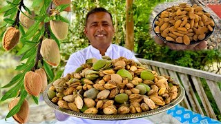 Almond Harvesting Skardu  Badam Halwa Recipe  Almond Farming  Village Food Secrets [upl. by Aleekat]