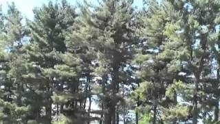 How to Identify Pine Trees [upl. by Lucienne]