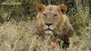 Why are Tsavos Male Lions Maneless [upl. by Accebor]