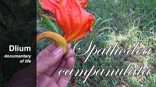 African tulip tree Spathodea campanulata  part 1 [upl. by Adai288]