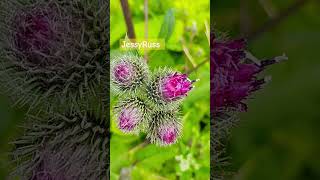 Arctium tomentosum shorts [upl. by Ilsel]