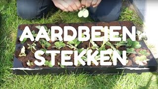 Toms Moestuin 2017 Aardbeien uitlopers stekken  vermeerderen [upl. by Lotta]