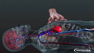 CPR in Action  A 3D look inside the body [upl. by Mcadams]