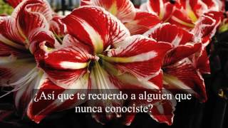 Shinedown  Amaryllis  Subtitulos en español [upl. by Antoine]