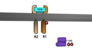 TGFbeta signaling [upl. by Anorahs]