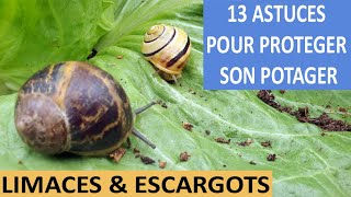 LIMACES ET ESCARGOTS  13 astuces pour protéger le potager [upl. by Gerry]