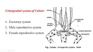 Urinogenital system of calotes [upl. by Adnirolc]