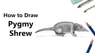 How to Draw a Pygmy Shrew with Pencils Time Lapse [upl. by Daniella]