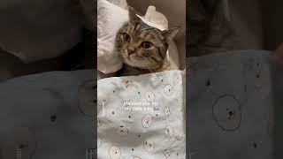 My cat is ready for bed shorts cat funny [upl. by Brady]