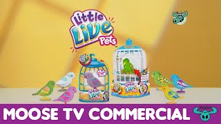 Little Live Pets Bird S1 [upl. by Llerraf]