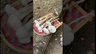 🍄মাঠে খুঁজে পেলাম দূর্গা ছাতু🥰 I found Durga Chatu mushrooms in my garden garden harvesting [upl. by Hooker864]