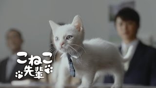 こねこ先輩が大活躍「営業の基本は、相手の懐に」 JAバンクCM [upl. by Dnartreb785]