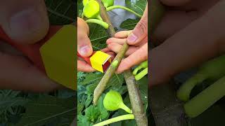 Easiest Fig Tree Grafting Method for Beginners grafting gardeningtips graft fruit [upl. by Oinotnaocram]