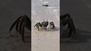 Zanzibar beach 🦀 africanbeach youtubeshorts africansafari [upl. by Ainivad52]