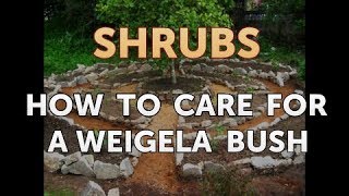 How to Care for a Weigela Bush [upl. by Bower]