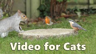 Cat TV  A Perfect Video for Cats to Watch Birds and Squirrels [upl. by Ilak]