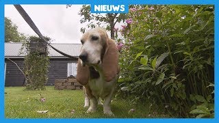 Kinderen moeten op school les krijgen over honden [upl. by Naitsyrk875]