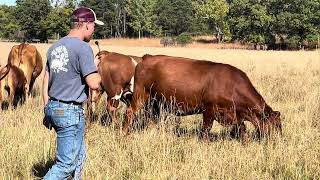 George Hellers farm in Minnesota with Isaac and George pasture sorting livestock with polywire [upl. by Annoerb]