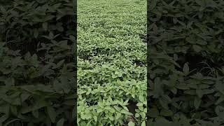 6124 soybean tagdi khadi Gujarati ko video ko [upl. by Ennovihc844]