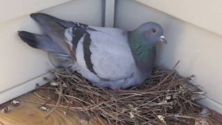 Pigeon Lays on Egg Nest and Yawns High Definition [upl. by Alva]