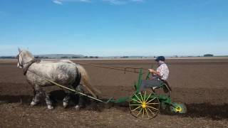 Arado a caballo percheron en Balcarce [upl. by Ardnik]