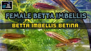 Female Betta Imbellis  Betta Imbellis Betina  Wild Betta Imbellis Malaysia [upl. by Delwyn]