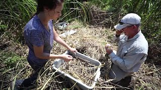 Studying alligators in the Santee Delta [upl. by Aleyam587]