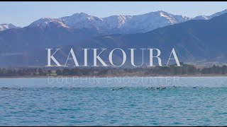 Kaikoura Dolphin Encounter [upl. by Tobe]