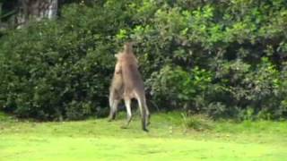 Kangaroo Chokes Kangaroo whilst going the distancewmv [upl. by Idihc193]