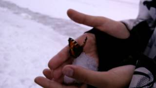 Die Bergretter quotSchmetterling im Schneequot [upl. by Atnim]