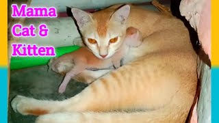 Mama Cat Sounds ♥ Mama Cat And Kitten Meowing  Newborn Kitten [upl. by Rogozen]