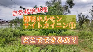 【植物ホルモン】サイトカイニンはどこでつくられる？ [upl. by Llerroj]