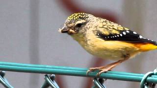 Spotted pardalote  taking insect to nest [upl. by Esinev]