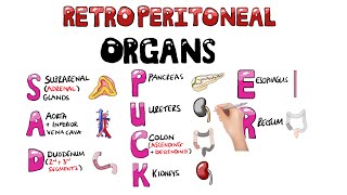 SAD PUCKER Retroperitoneal Organs Mnemonic  SAD PUCKER Mnemonic in 1 Minute with pictures [upl. by Nylyahs101]