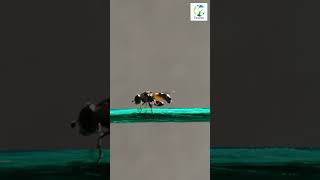 👀🪰Incredible Hoverfly Wire Acrobatics shorts animals wildlife hoverfly insectbehavior [upl. by Issi]