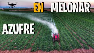 Cómo se controla el oídio en melones con azufre 🍈🚜 [upl. by Misti]