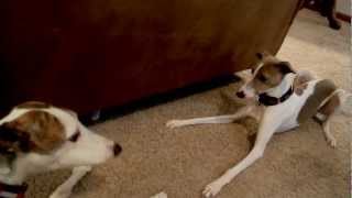 Greyhound Whippet Italian Greyhounds [upl. by Lorn]