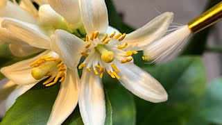 Hand Pollinating Meyer Lemon Tree  Indoor Gardening shorts [upl. by Manon]