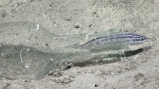 Stripefin Brotula in a bottle [upl. by Had612]