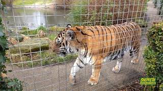 Tigers at Shepreth Wildlife Park In loving memory of Amba the Tiger [upl. by Jeraldine]